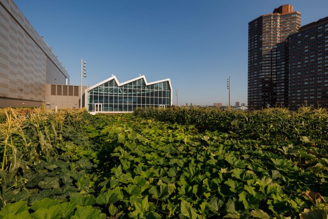 20240805_Javits_Farm_0085