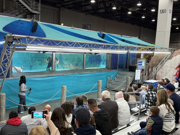 Detroit Boat Show Sharks